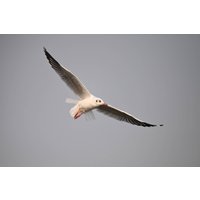 Беззеркальный фотоаппарат Nikon Z6 III Kit 24-120mm f/4 S