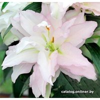 Семена цветов Красный клен OR Snowboard (2шт, белый со свеьло-розовыми вкраплениями)