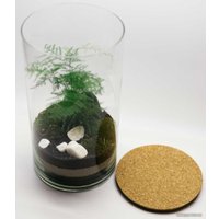 Флорариум Home Garden Цилиндр Папортник Аспарагус