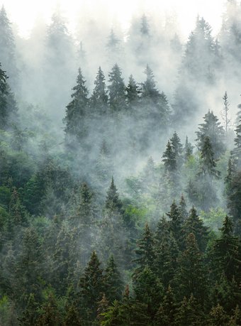 Фотообои Vimala Зеленый лес 270x200