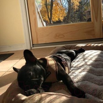 Puppia Soft Vest PAHA-AH305-RB-XS (синий/черная окантовка)
