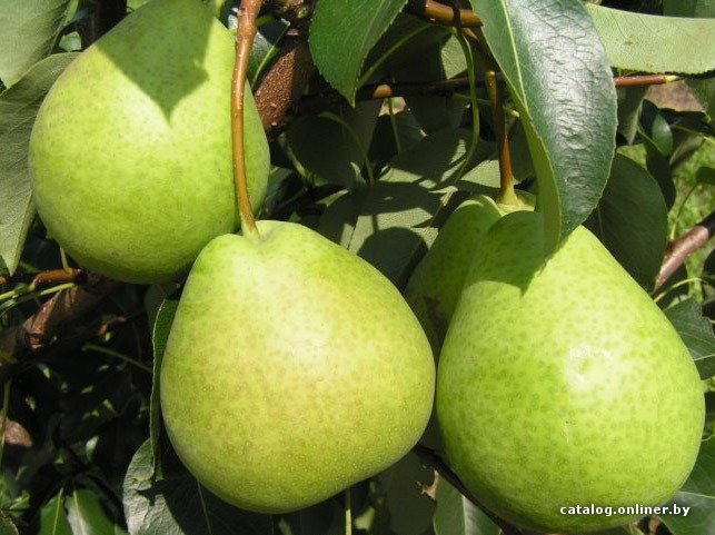 Купить груша "кудесница" Питомник плодовых растений ZelenSad - Zelensad