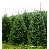 Пихта Nordictrees Пихта Нордмана Premium Extra 3 - 3.5 м