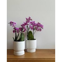 Кашпо Polnix 03.105.13 в Борисове