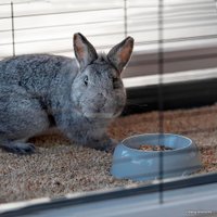 Клетка Ferplast Cottage Large 57094200