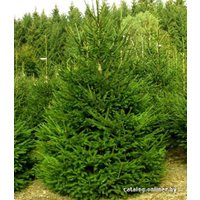 Пихта Nordictrees Пихта Нордмана Premium Extra 3 - 3.5 м