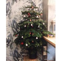 Ель HD Nordic Trees Nordmann Датская Премиум (1-1.2 м, в горшке)