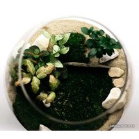Флорариум Home Garden Бокал Большой с Фикусом и Фиттонией