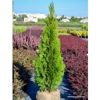  Ogorodik Туя западная Smaragd (60-75 см)
