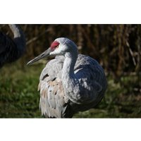 Беззеркальный фотоаппарат Nikon Z50 II Kit 16-50mm f/3.5-6.3 VR