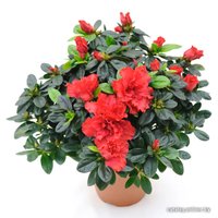 Комнатное растение Batouwe Boomkwekerij Азалия [1020492]