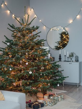 Ель HD Nordic Trees Nordmann Датская Премиум (1.7-2.0 м, срезанная)