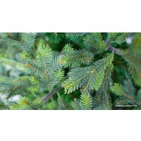 Ель Green Trees Сказочная Premium 8м