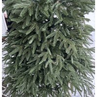 Ель Dommelochi Сказка 1.5м