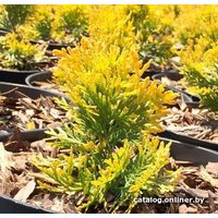  Красный клен Туя западная Sunny Smaragd (20-25 см)