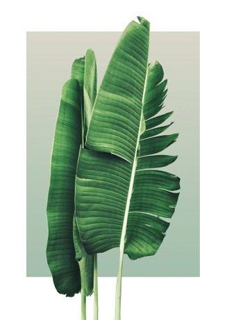 Картина Vimala 128 50x70 см