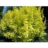  Новатор Сад Барбарис Aurea (Ауреа) [1601]