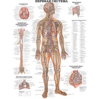 Энциклопедия издательства АСТ. Большой атлас анатомии человека (Махиянова Е.) в Бресте