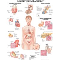 Энциклопедия издательства АСТ. Большой атлас анатомии человека (Махиянова Е.) в Бресте