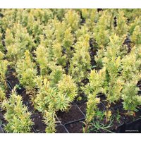  Интивиторг Тис ягодный Fastigiata Aurea (Taxus baccata) P9