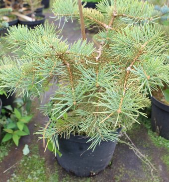 Интивиторг Пихта Winter Gold (Abies concolor) C5