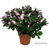 Комнатное растение Batouwe Boomkwekerij Азалия [1020492]