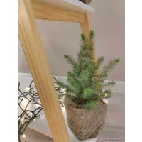 Ель СЦ Огородик Сербская 15-20 см