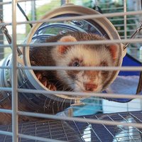 Клетка Ferplast Furet Tower 57063414