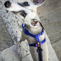 Шлея Ferplast Nikita P (M, синий)