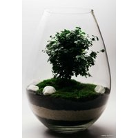 Флорариум Home Garden Капля с Миртом