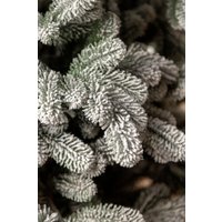 Ель GreenTerra Северия 1.8 м