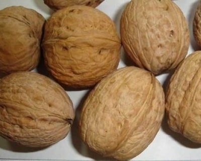 

Zelensad Грецкий орех Идеал