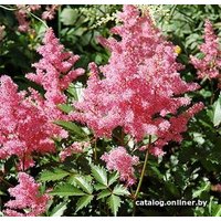 Семена цветов Красный клен Астильба японская Bremen