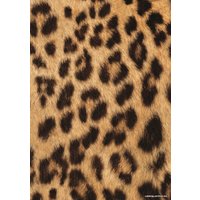 Универсальная коляска Cosatto Giggle 3 Special Edition (2 в 1, hear us roar)