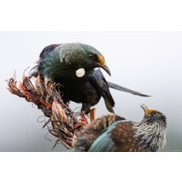 Объектив Nikon NIKKOR Z 800mm f/6.3 VR S