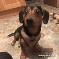 Шлейка-жилетка Puppia Soft Vest PAHA-AH305-RB-XXL (синий/черная окантовка)