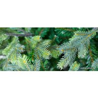Ель Green Trees Сказочная Premium 8м