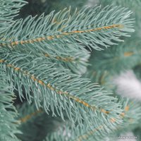 Ель Бифорес Премиум (1.65 м, голубой)