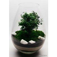 Флорариум Home Garden Капля с Миртом