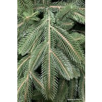 Ель Holiday Trees Каролина 1.1 м