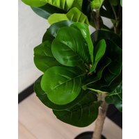 Искусственное растение Merry Bear Home Decor Фикус Лировидный A600090