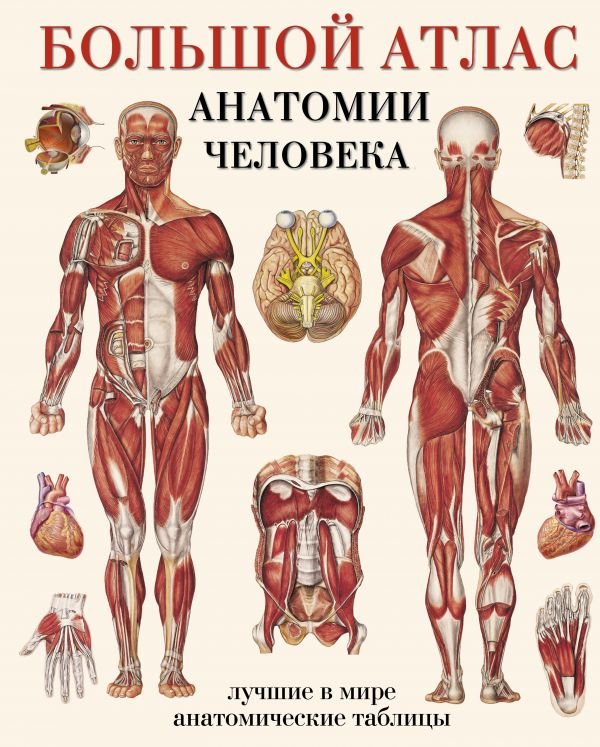 

Энциклопедия издательства АСТ. Большой атлас анатомии человека (Махиянова Е.)