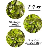 Искусственное растение Merry Bear Home Decor Самшит Трапецевидный KA0039