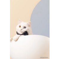 Лежак Furrytail Boss Cat Bed Elevated Cat Chair