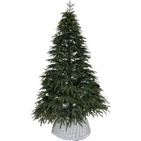 Ель Смерека-Плюс Сказка СМ-15СК 1.5 м