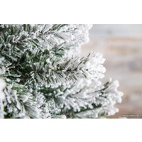 Ель Dommelochi Аврора 1.8 м