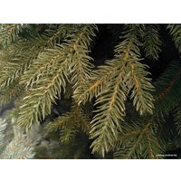 Ель GreenTerra Непал 1.8 м