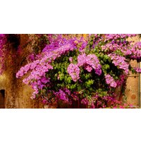 Фотообои ФабрикаФресок Фреска сирень 031501 (150x100)