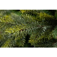 Ель GreenTerra Кашемир F 2.5 м в Бресте
