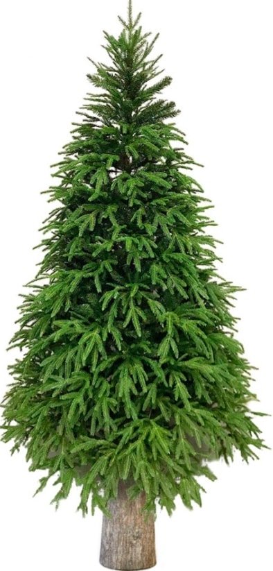 

Ель Albero Di Natale Foresta на пне 2.2 м